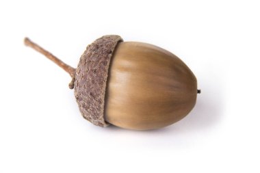 Olgun meşe palamutları beyaz bir arkaplanda izole edilmiş