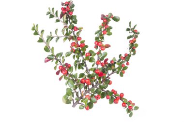 Cotoneaster horizontalis plant with ripe red berries clipart