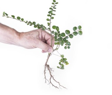 Beyaz kökleri olan Cotoneaster yatay bitkisi