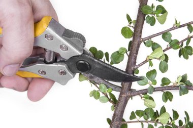 Cotoneaster yatay bitkisi olgunlaşmış kırmızı böğürtlenli bahçe budayıcısı