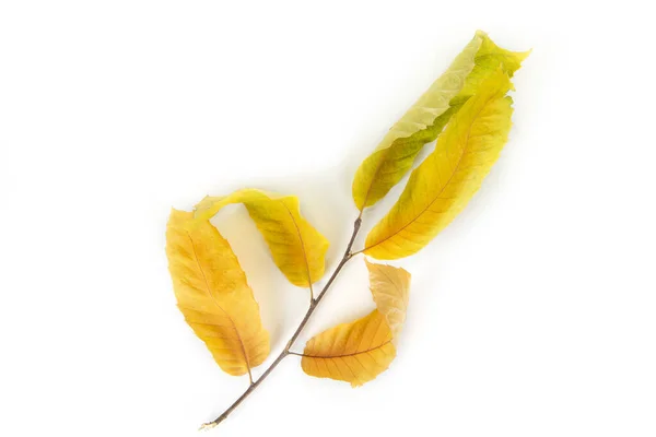 Осень Сухие Листья Изолированы Белом Фоне — стоковое фото
