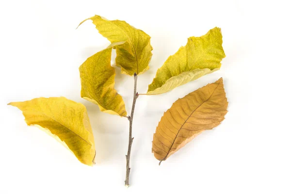 Осень Сухие Листья Изолированы Белом Фоне — стоковое фото