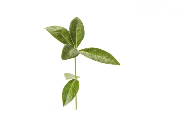 Κλάδος Πράσινα Φύλλα Στο Λευκό Έννοια Ζωής — Φωτογραφία Αρχείου