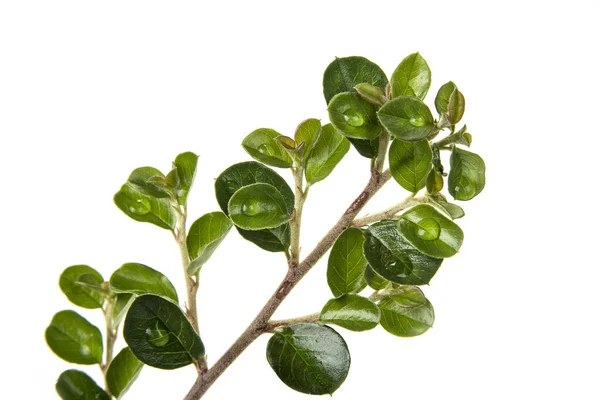 Ramo Con Foglie Verdi Sul Bianco Concetto Vita — Foto Stock