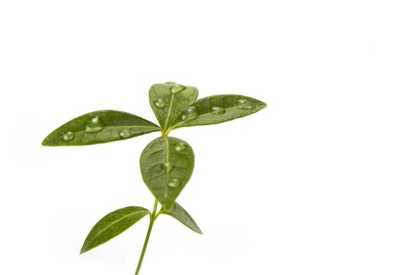 Ramo Con Foglie Verdi Sul Bianco Concetto Vita — Foto Stock