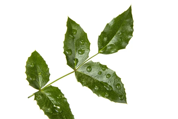 Ramo Con Foglie Verdi Sul Bianco Concetto Vita — Foto Stock