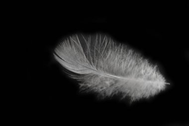 Siyah arka planda siyah beyaz bir kuş tüyü