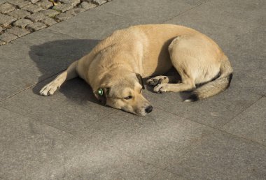 İstanbul caddesinde kulağında çip olan sokak köpeği. .