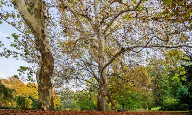 Sonbaharın başında büyük ağacın yanına park et.