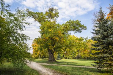 Sonbaharın başında büyük ağacın yanına park et.