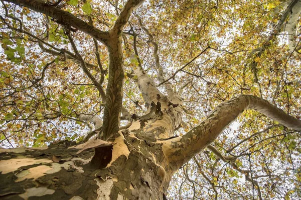Yaşlı Büyük Ağacın Manzarası Aşağıdan Ağaçların Tepesine Yeşil Yapraklarla — Stok fotoğraf