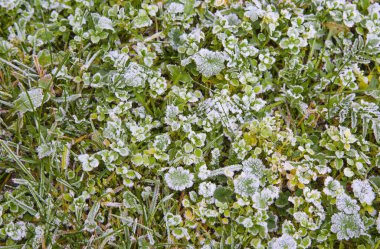 Kışın çimenlerin üzerindeki ilk don.