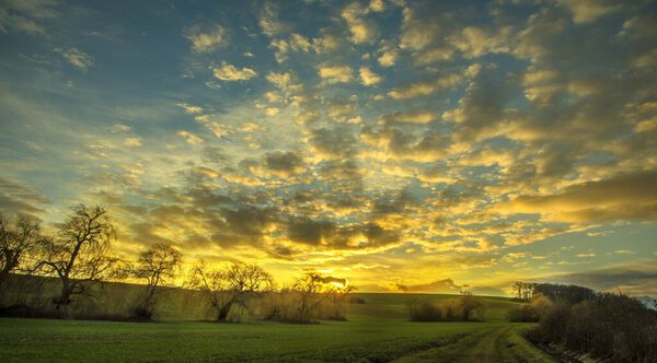 Bunch of willows at the sunset with cloudy sky