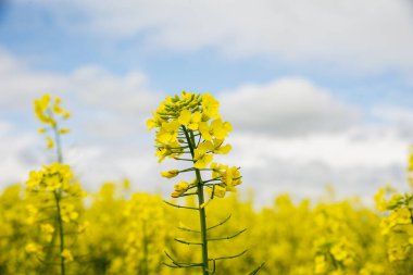 Bulutlu gökyüzü ile yağ çekirdeği tecavüz sahası