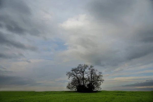 Ramo Árboles Campo Verde Con Cielo Nublado — Foto de Stock