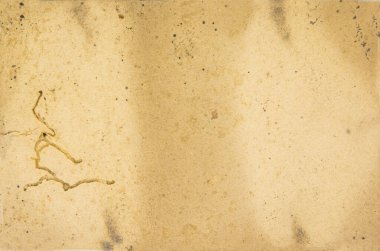 Lekeli eski, çürümüş bir kağıt.