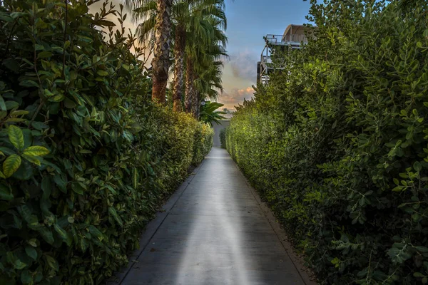 Grünstreifen Mit Hecke Sommer — Stockfoto