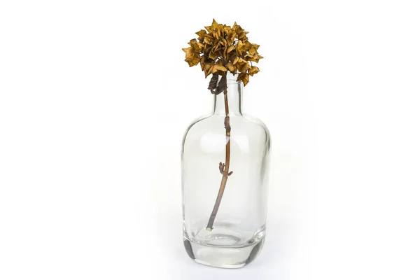 Tote Blume Einer Glasvase Auf Weißem Hintergrund — Stockfoto