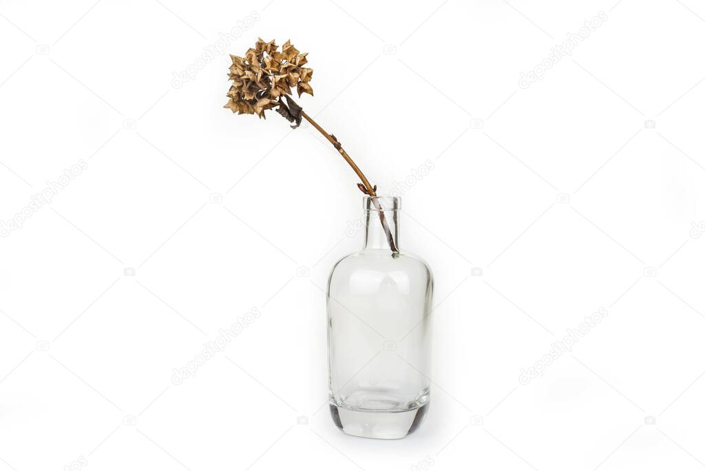 Dead flower in a glass vase on a white background