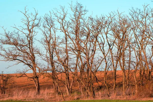 Baharda Tarlada Yapraksız Ağaçlar — Stok fotoğraf