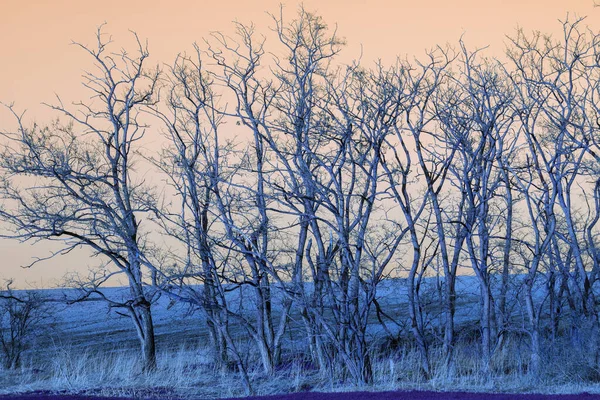 Árvores Sem Folhas Campo Primavera — Fotografia de Stock