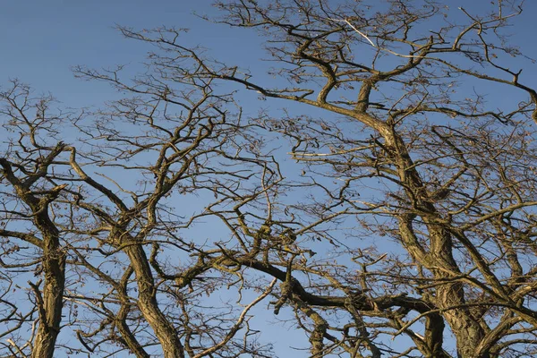 Baharda Tarlada Yapraksız Ağaçlar — Stok fotoğraf