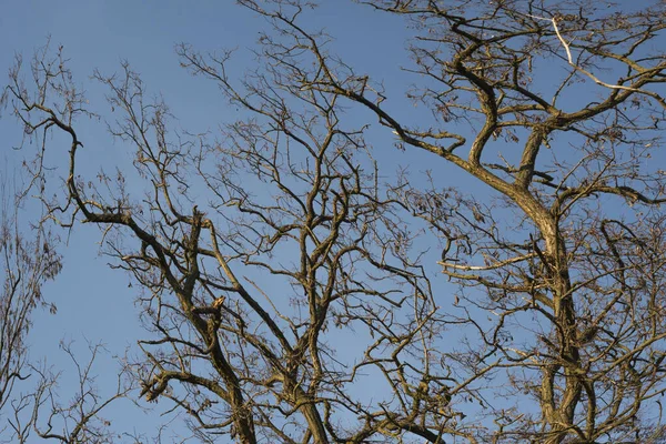 Alberi Senza Foglie Nel Campo Primavera — Foto Stock