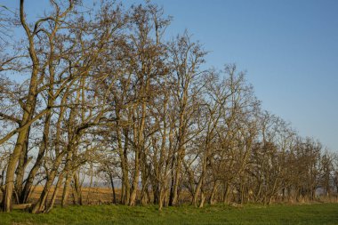 Baharda tarlada yapraksız ağaçlar