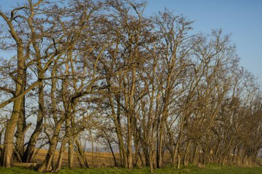 Baharda tarlada yapraksız ağaçlar