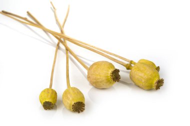 Beyaz arka planda haşhaş tohumunu kurutun