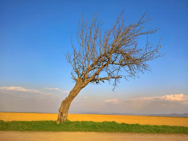 Crooked and bent tree in the field with sky
