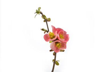 # Çiçek açan gül ağacı, baharda beyaz bir çiçekte #