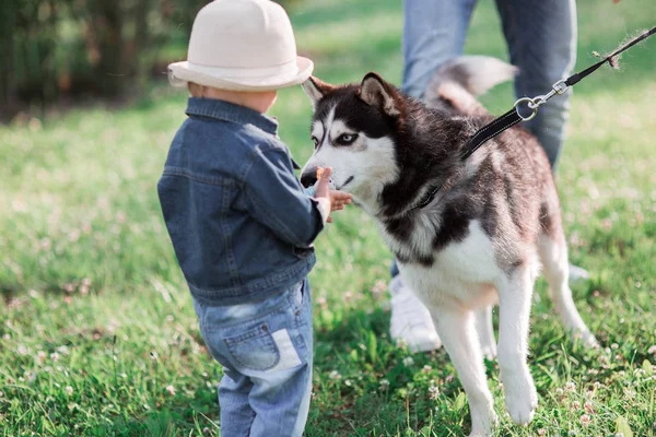 kız ve köpek husky. Çocuk köpeğiyle oynuyor. hayvanlar ve küçük çocuklar ile dostluk