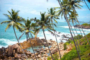 okyanus kıyısında uzun ince palmiye ağaçları. renkli Asya manzara. tropikal bitkiler mavi gökyüzü