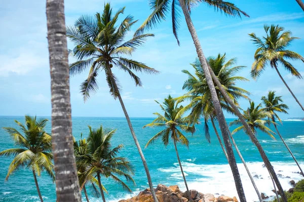 Largas palmeras delgadas sobre la orilla del océano. paisaje de Asia colorido. plantas tropicales cielo azul — Foto de Stock