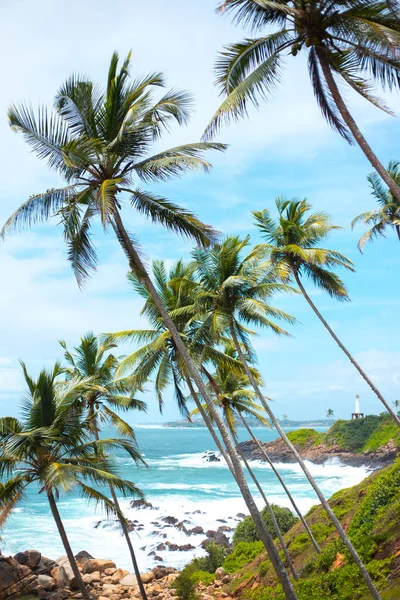 Largas palmeras delgadas sobre la orilla del océano. paisaje de Asia colorido. plantas tropicales cielo azul — Foto de Stock