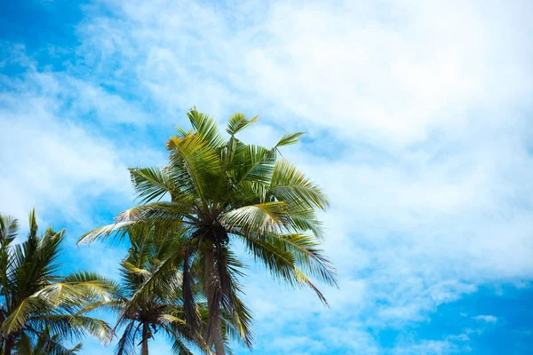 Largas palmeras delgadas sobre la orilla del océano. paisaje de Asia colorido. plantas tropicales cielo azul — Foto de Stock