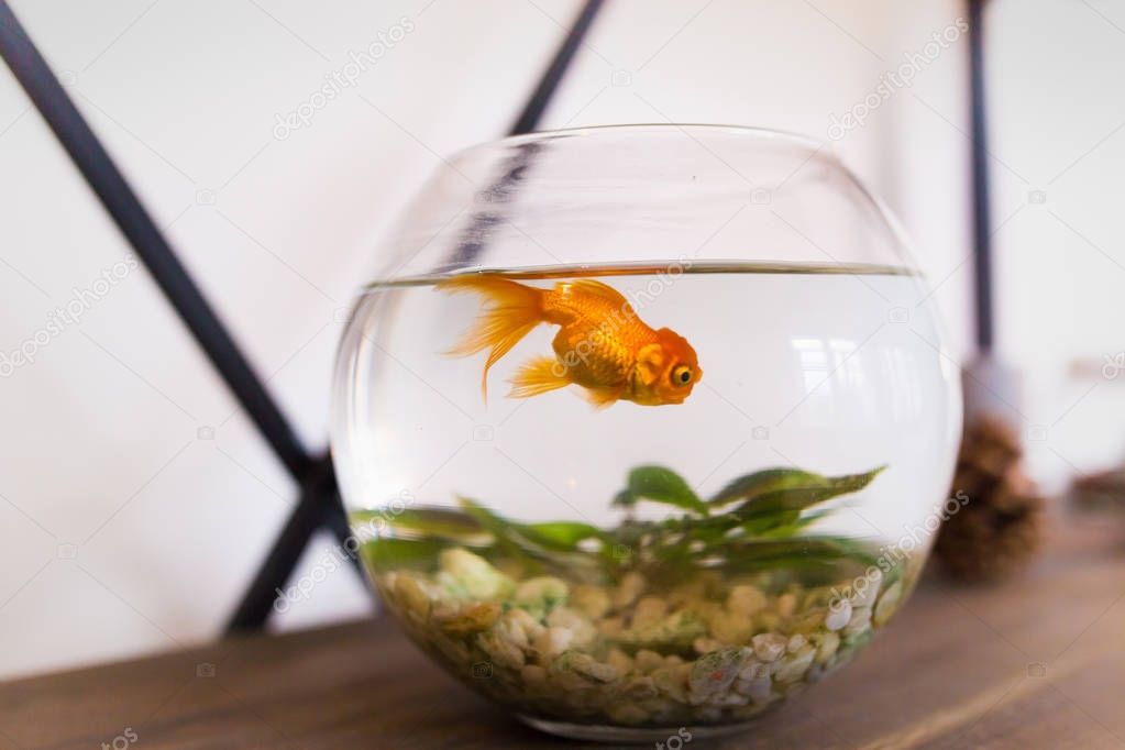 goldfish in the aquarium. fish in the interior, a small round aquarium