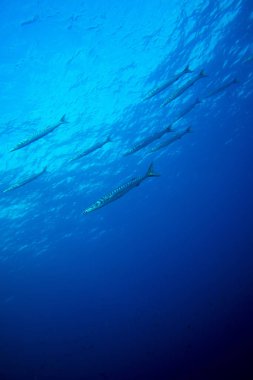 Barracuda grup, okyanus, fuerteventura, Kanarya Adaları