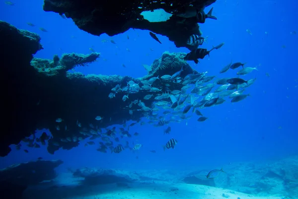 Grupo de peixes nadando — Fotografia de Stock