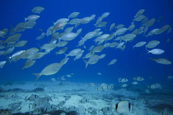 Grupp av fiskar som simmar — Stockfoto