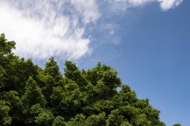 yaprakları ağaçların bulutlar ile