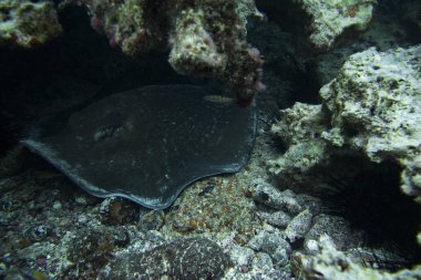 yuvarlak stingray