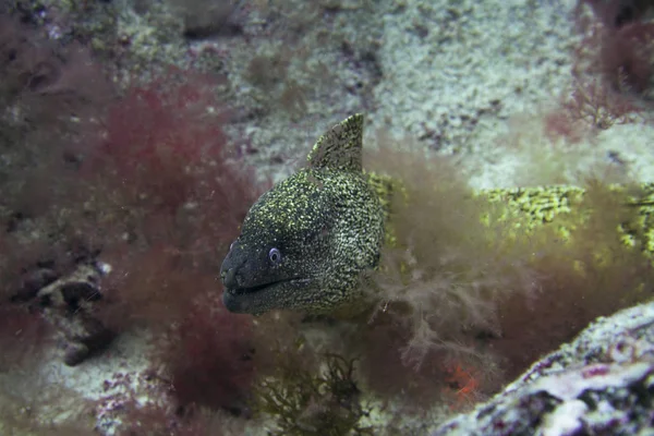 Skvělá moray, fuerteventura — Stock fotografie