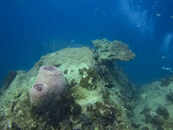 Vie sous-marine naturelle, koh tao, thailand — Photo