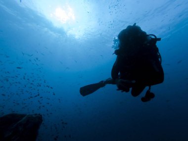 resif dalgıç siluet