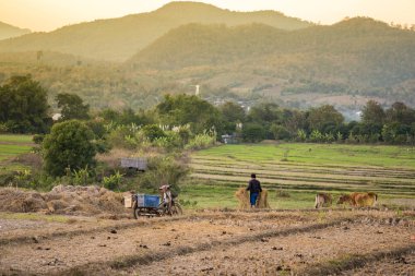2018-01-17: Çiftçi pai, Tayland vadisinde işyerinde