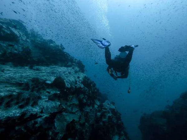 Mergulhador no rif com peixes — Fotografia de Stock