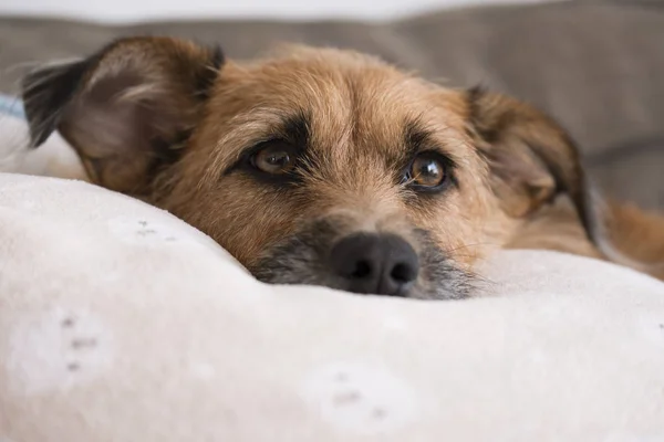 Perro relajándose en el sofá — Foto de Stock