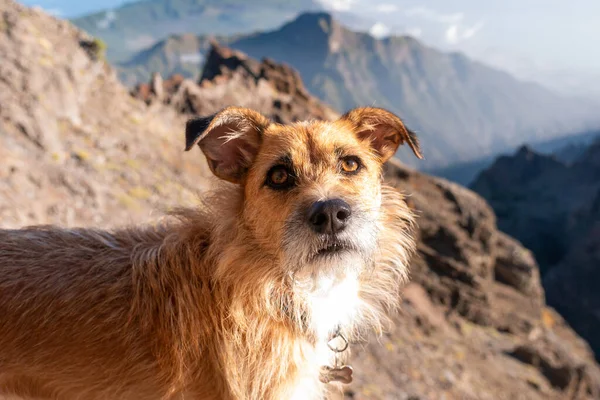 Cucciolo di cane che riposa all'aperto in un paesaggio soleggiato — Foto Stock